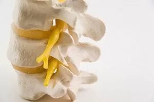 section of spinal cord