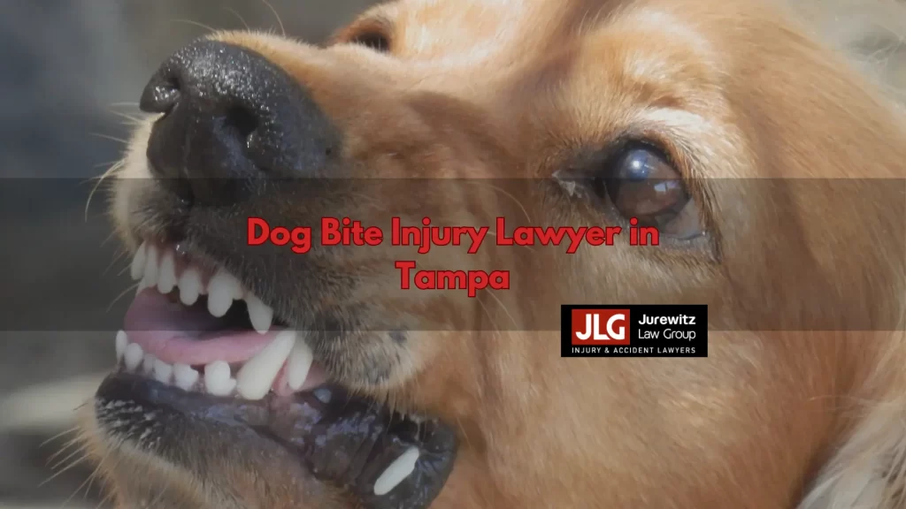 Dog Bite Injury Lawyer in Tampa