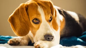 Dog Bite Lawyer Serving Vista