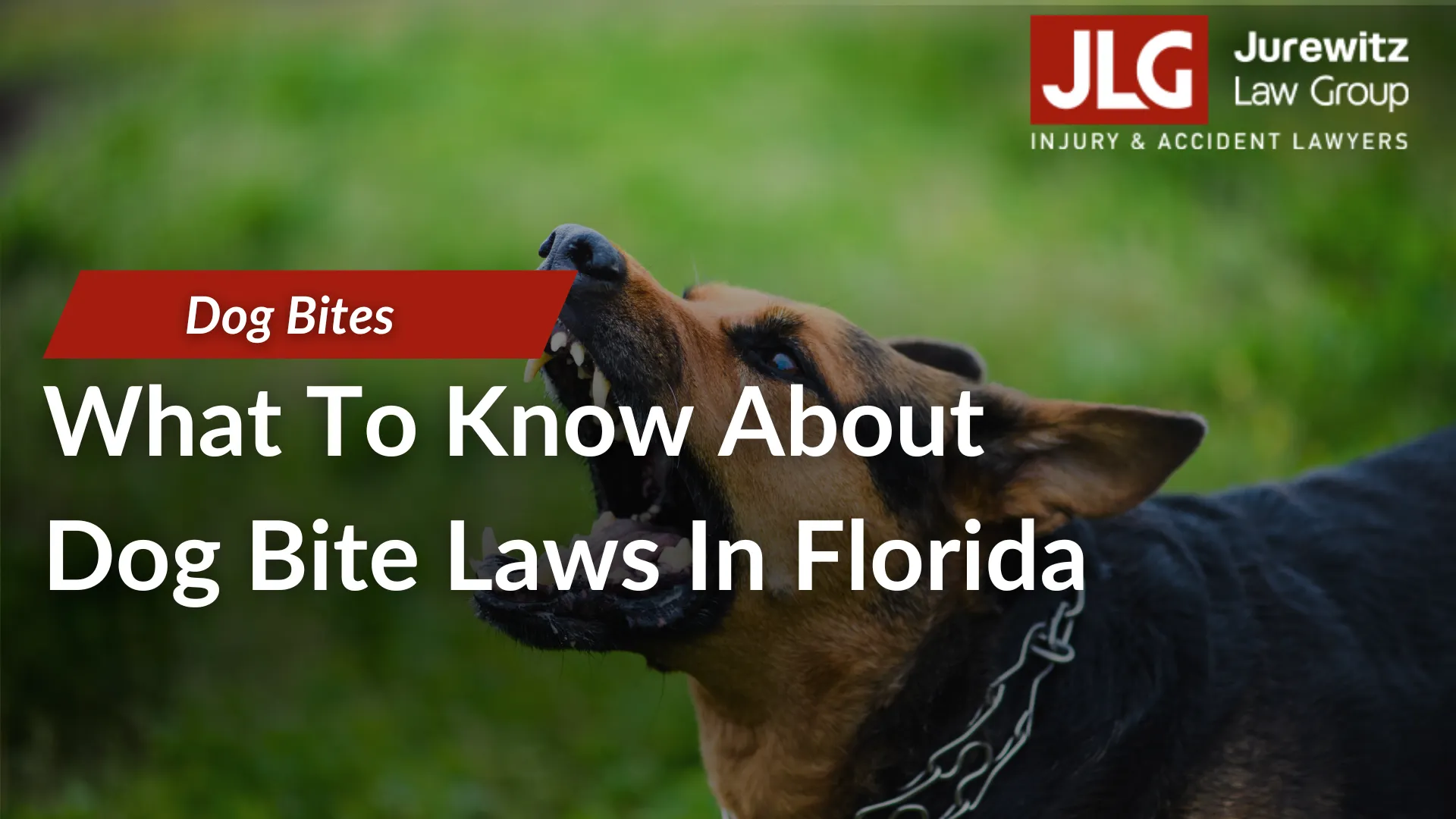 What To Know About Dog Bite Laws In Florida